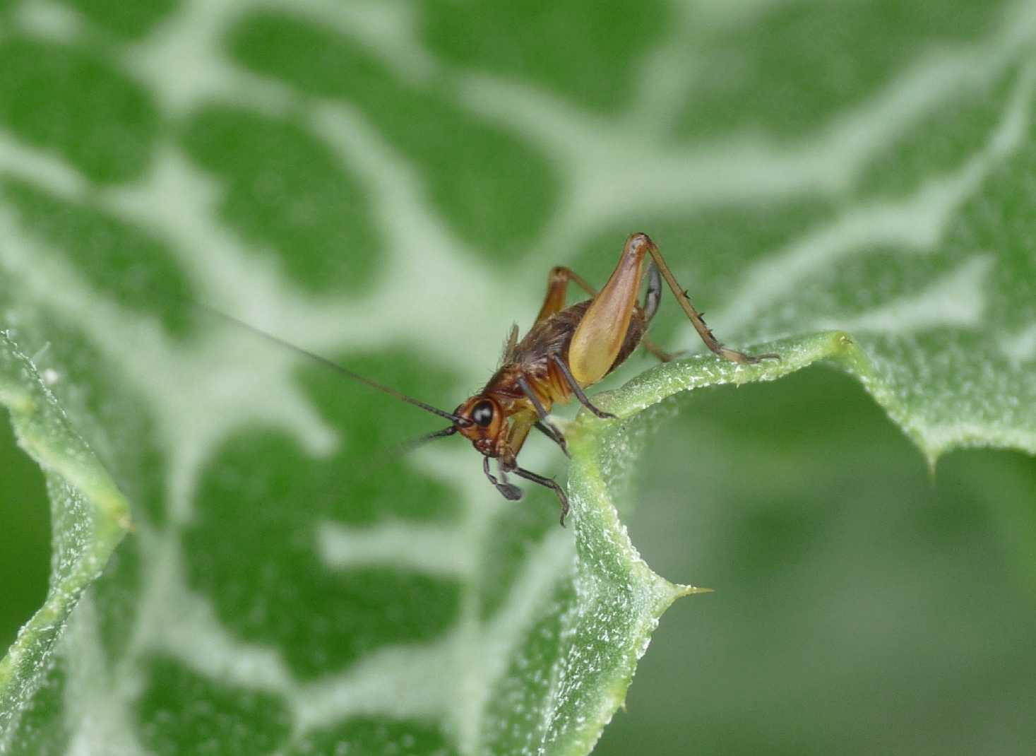 Trigonidium cicindeloides (ninfa)